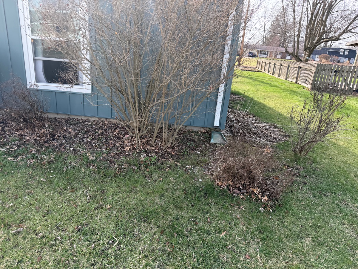 Before: overgrown shrubs and debris by window