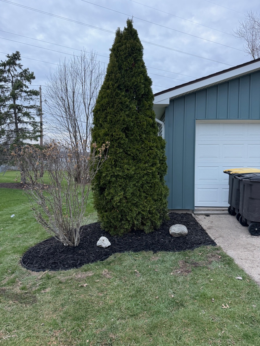 Finished: mulch bed around arborvitae