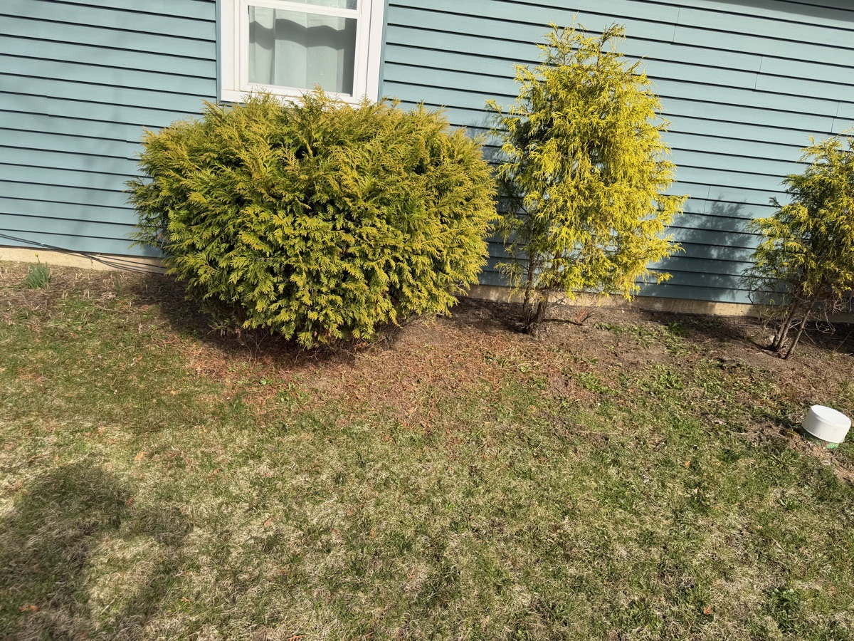 Trimmed shrubs with clean beds